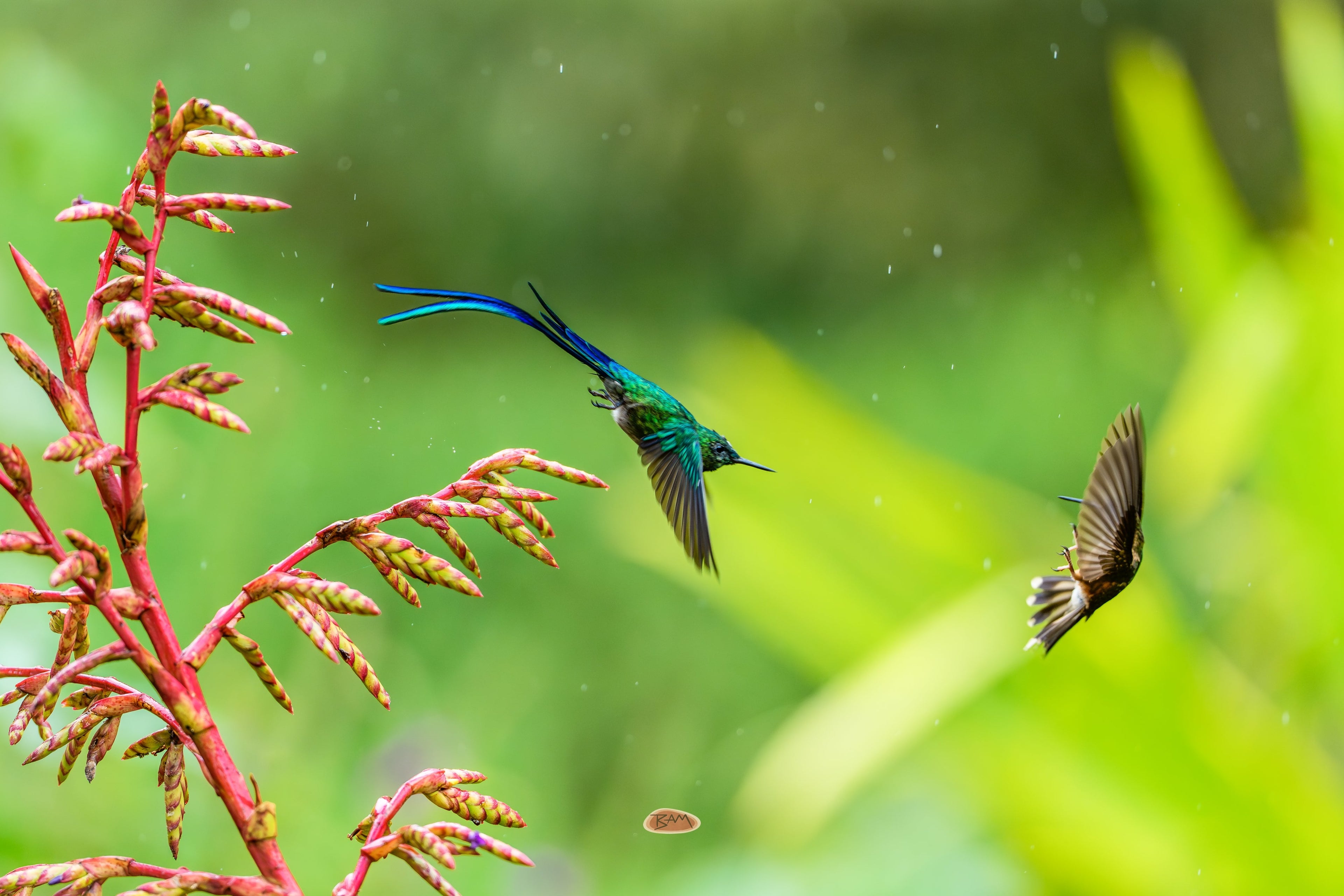 Long Tailed Sylph hovering near pink blooms as another bird darts in