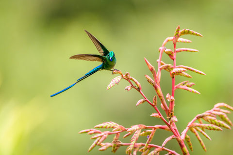 Long Tailed Sylph with streaming blue tail perched at a pink flower spike