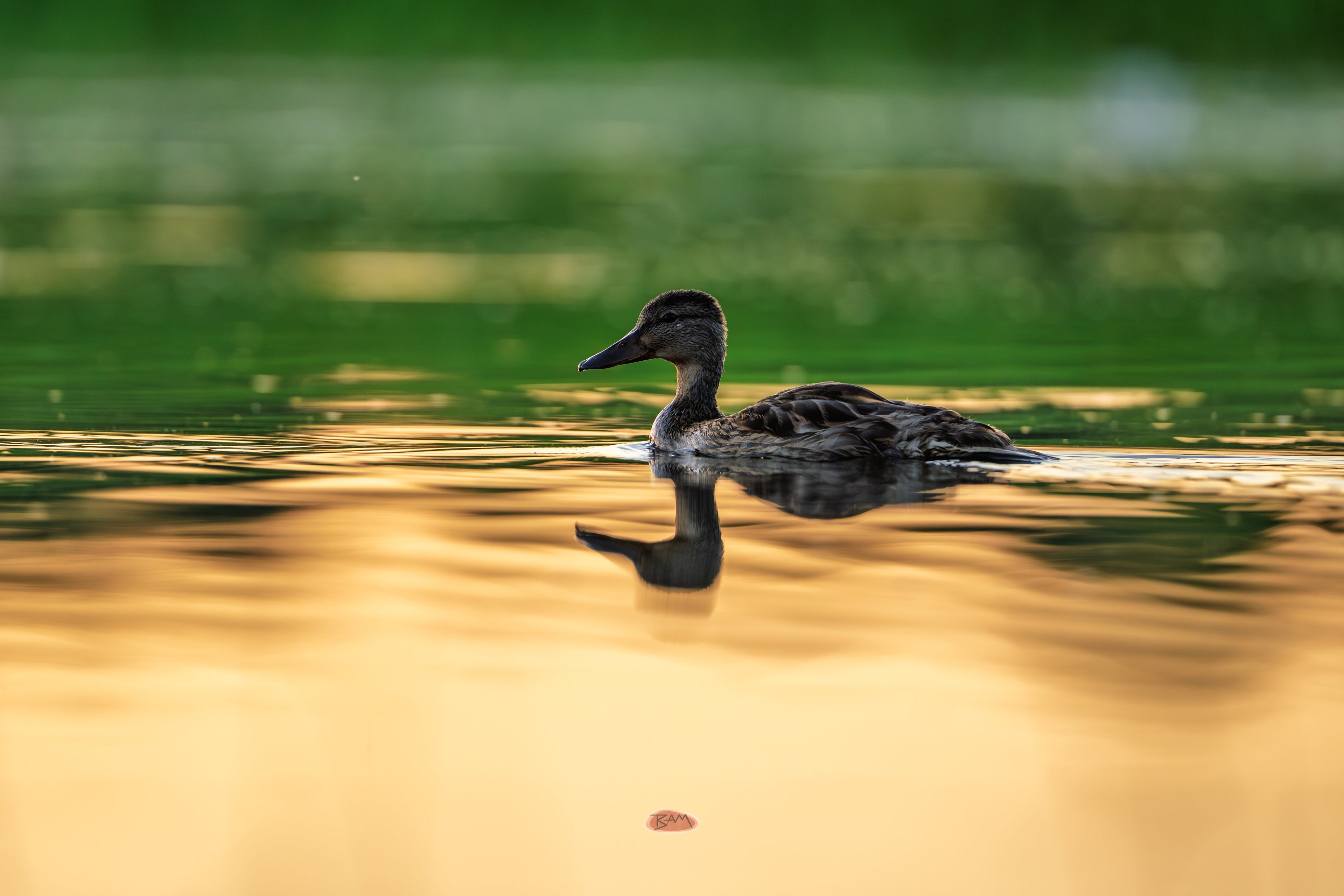 Mallard gliding across water glowing with golden sunset reflections