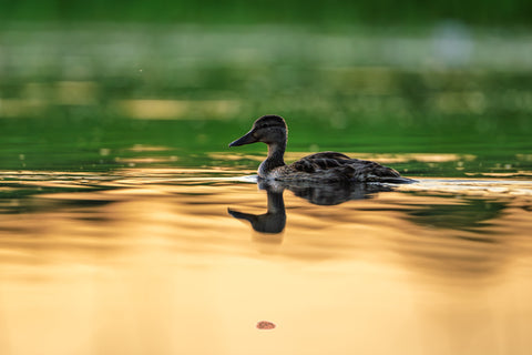 Mallard gliding across water glowing with golden sunset reflections