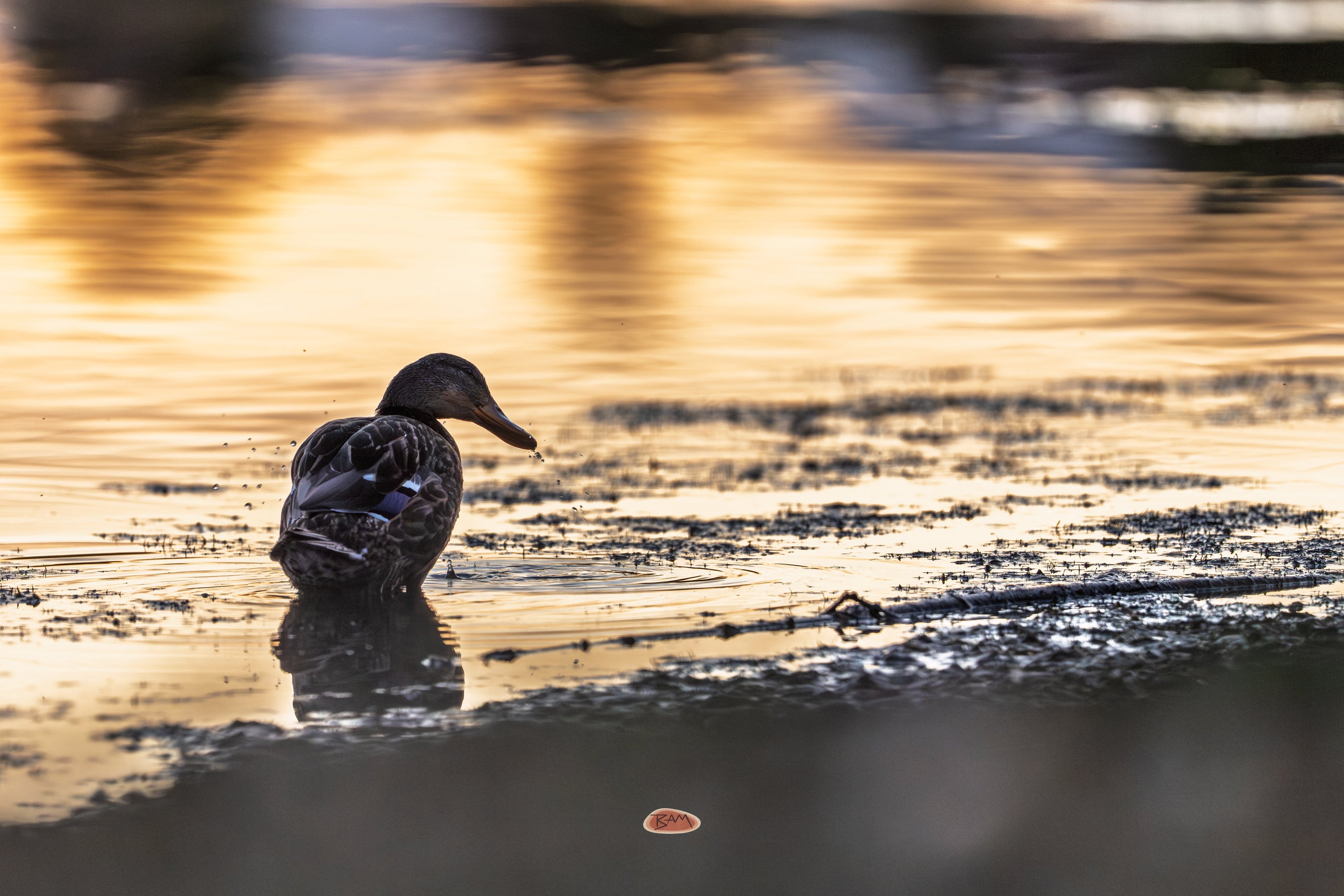 Mallard dabbling in shallow water lit by warm sunset reflections