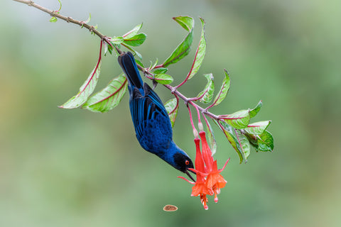 Masked Flowerpiercer hanging upside down to feed on a red tubular flower