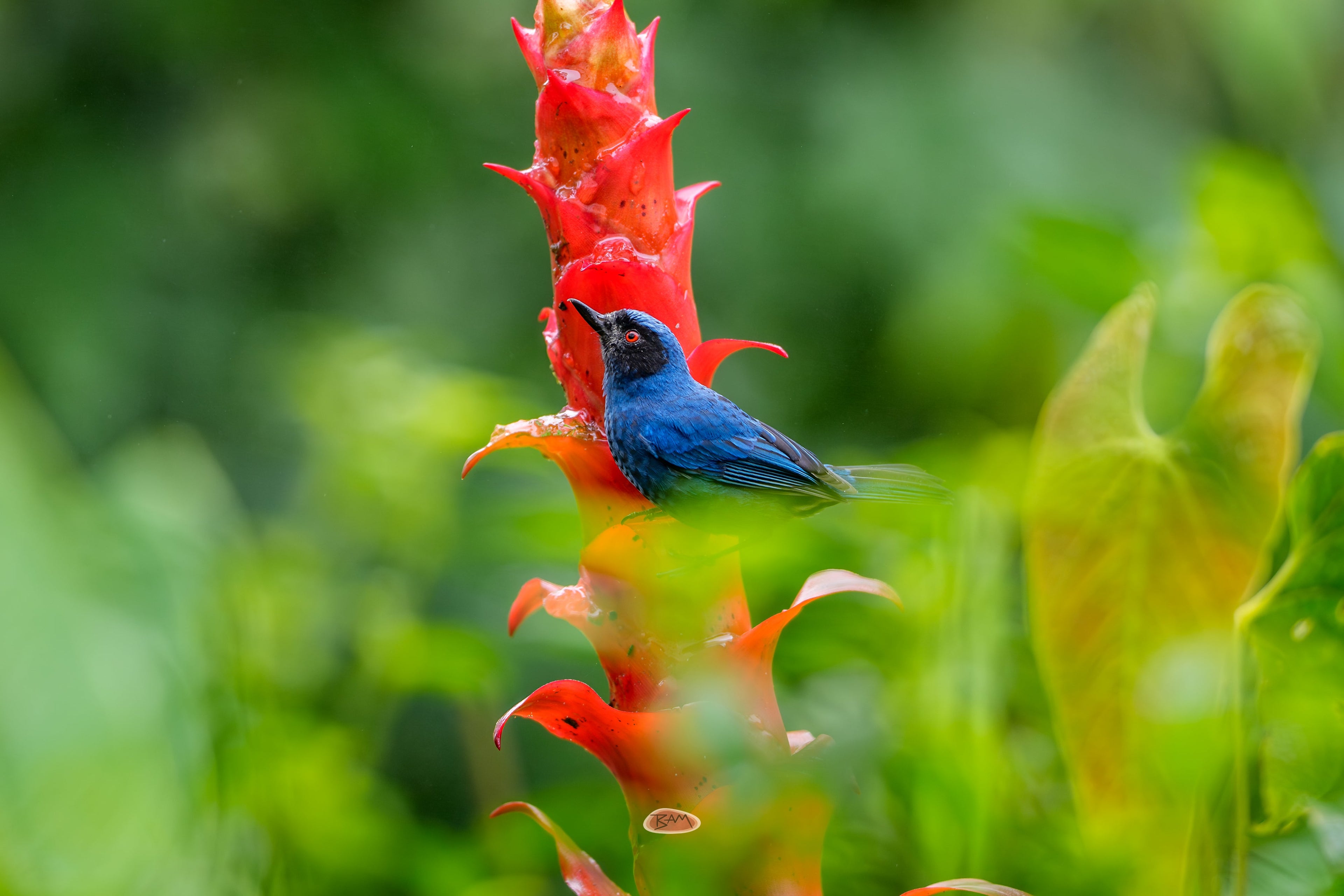 Masked Flowerpiercer perched on a red bromeliad against lush green