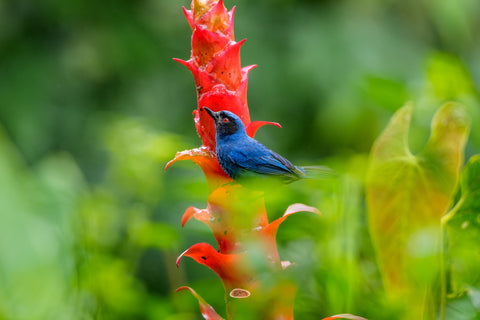 Masked Flowerpiercer perched on a red bromeliad against lush green