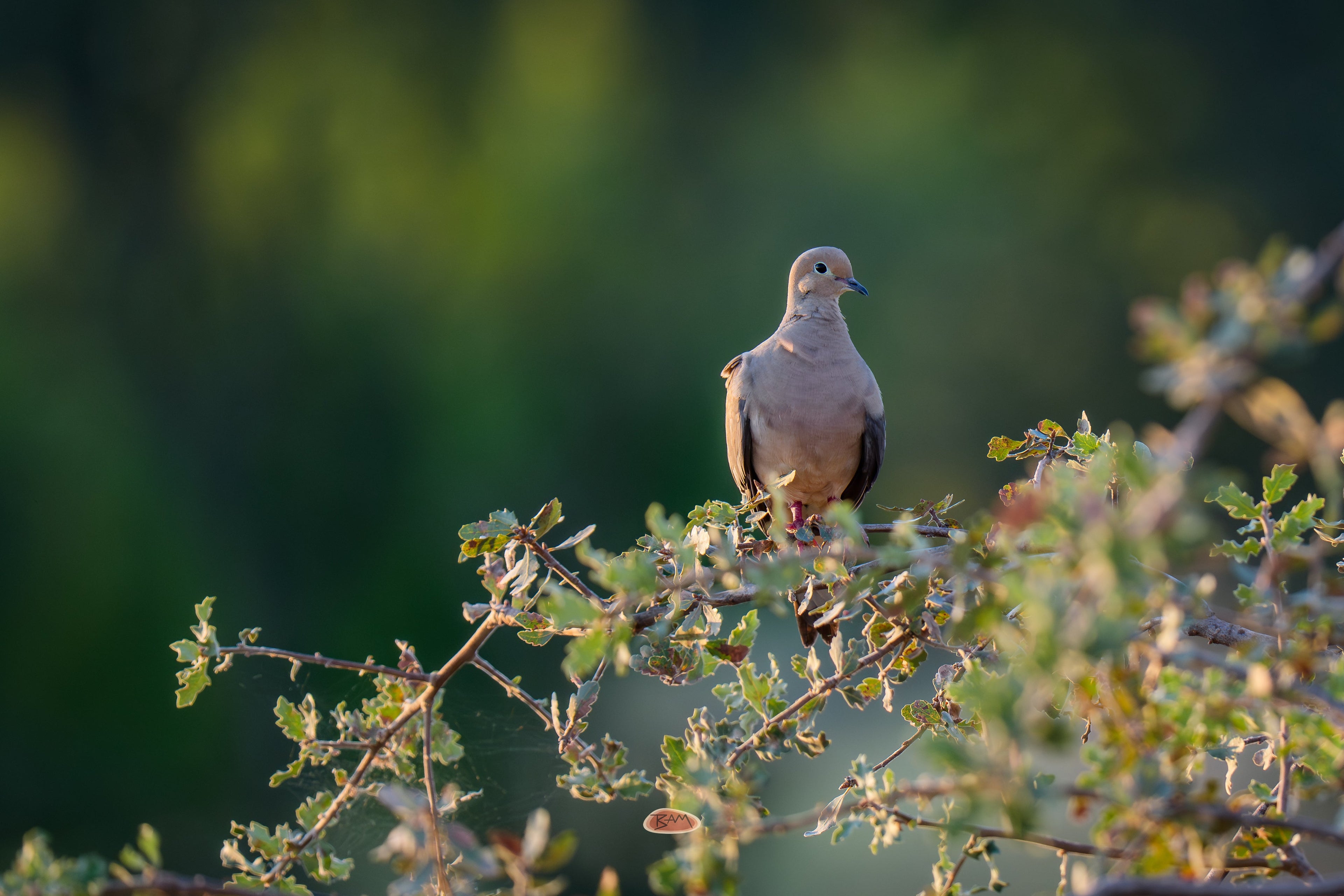 Mourning Dove perched on an oak branch in warm morning light against a soft green background