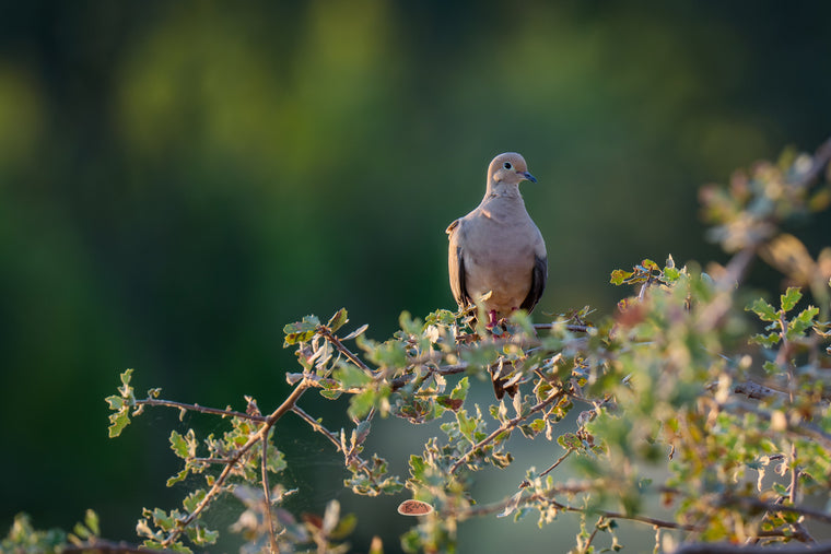 Mourning Dove perched on an oak branch in warm morning light against a soft green background