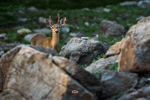 Mule Deer Young mule deer buck peering over weathered boulders in alpine terrain