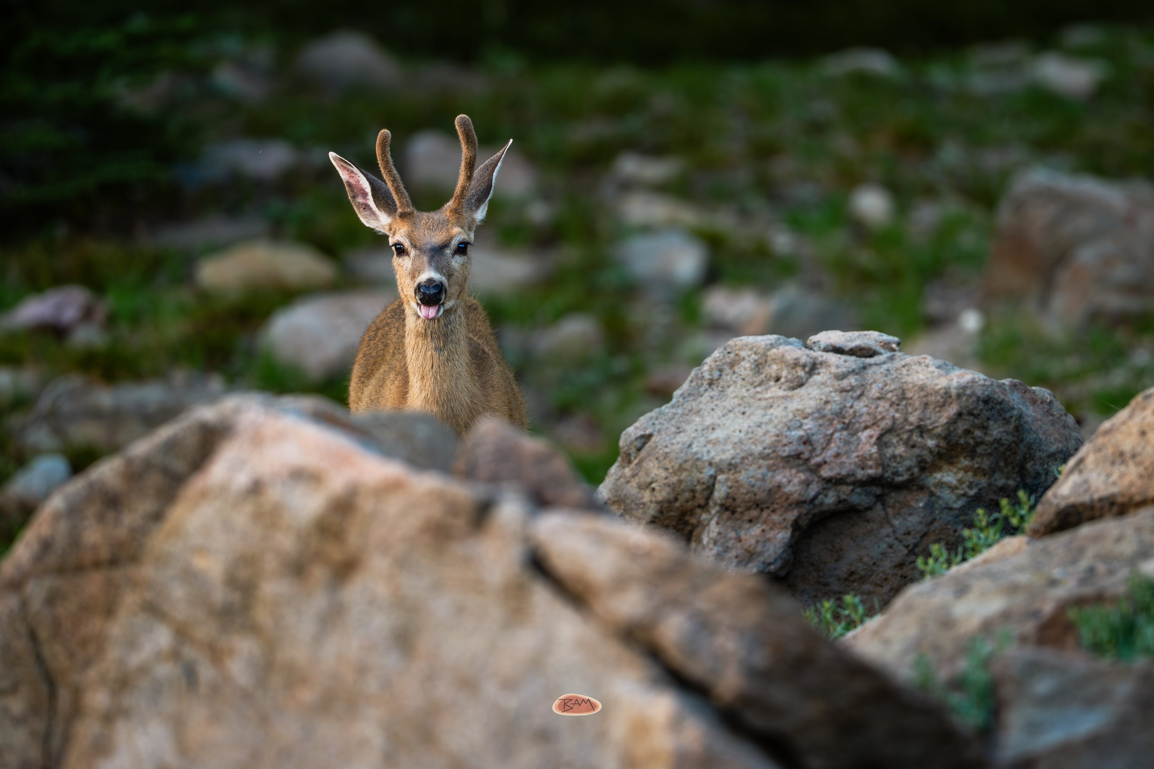 Mule Deer buck behind rocks bleating with tongue out in a green meadow