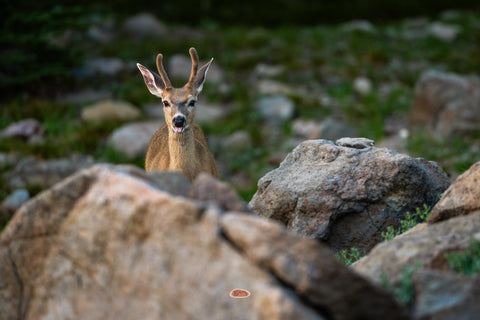 Mule Deer buck behind rocks bleating with tongue out in a green meadow