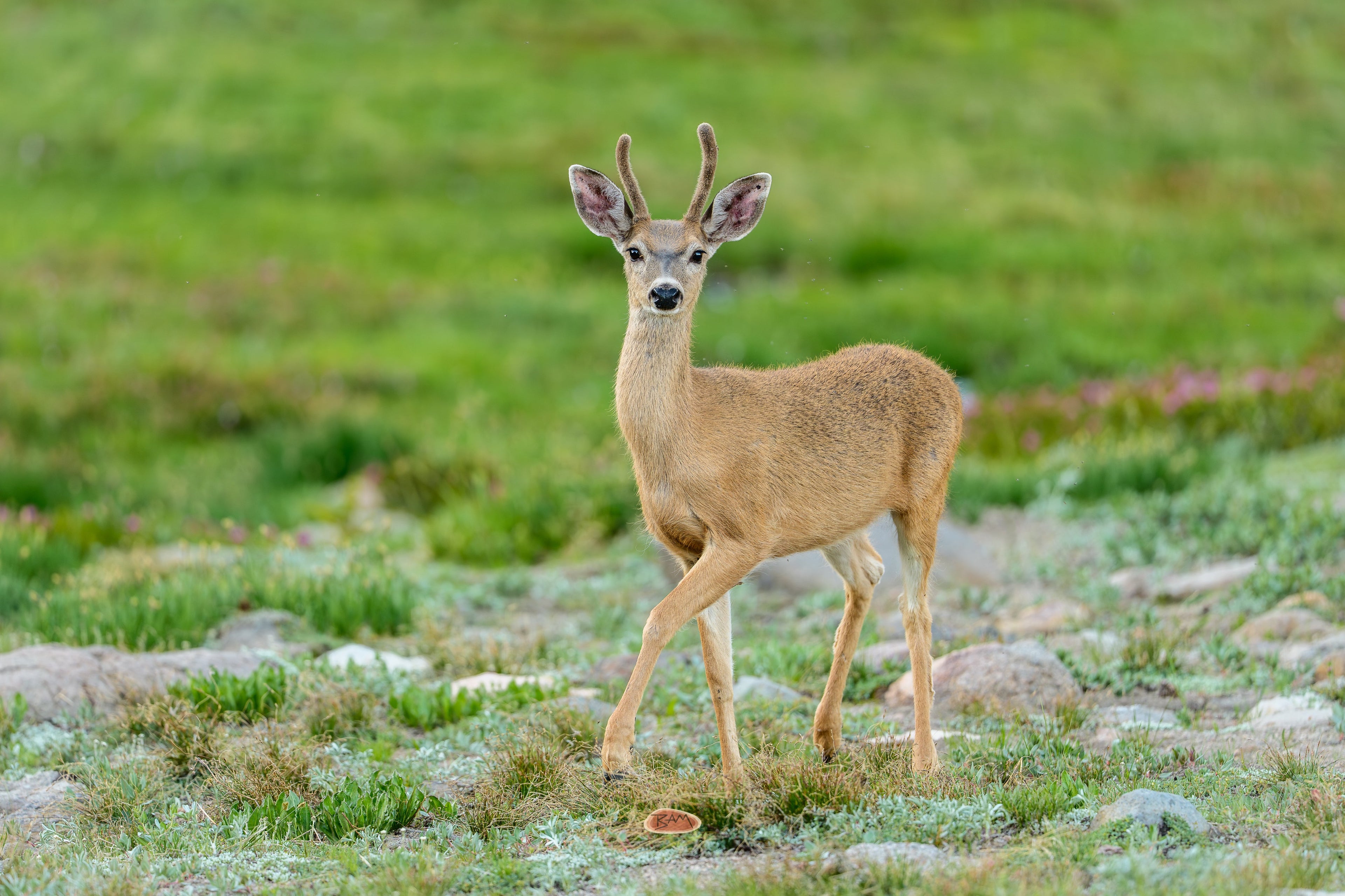 Mule Deer buck with velvet antlers standing in a lush alpine meadow