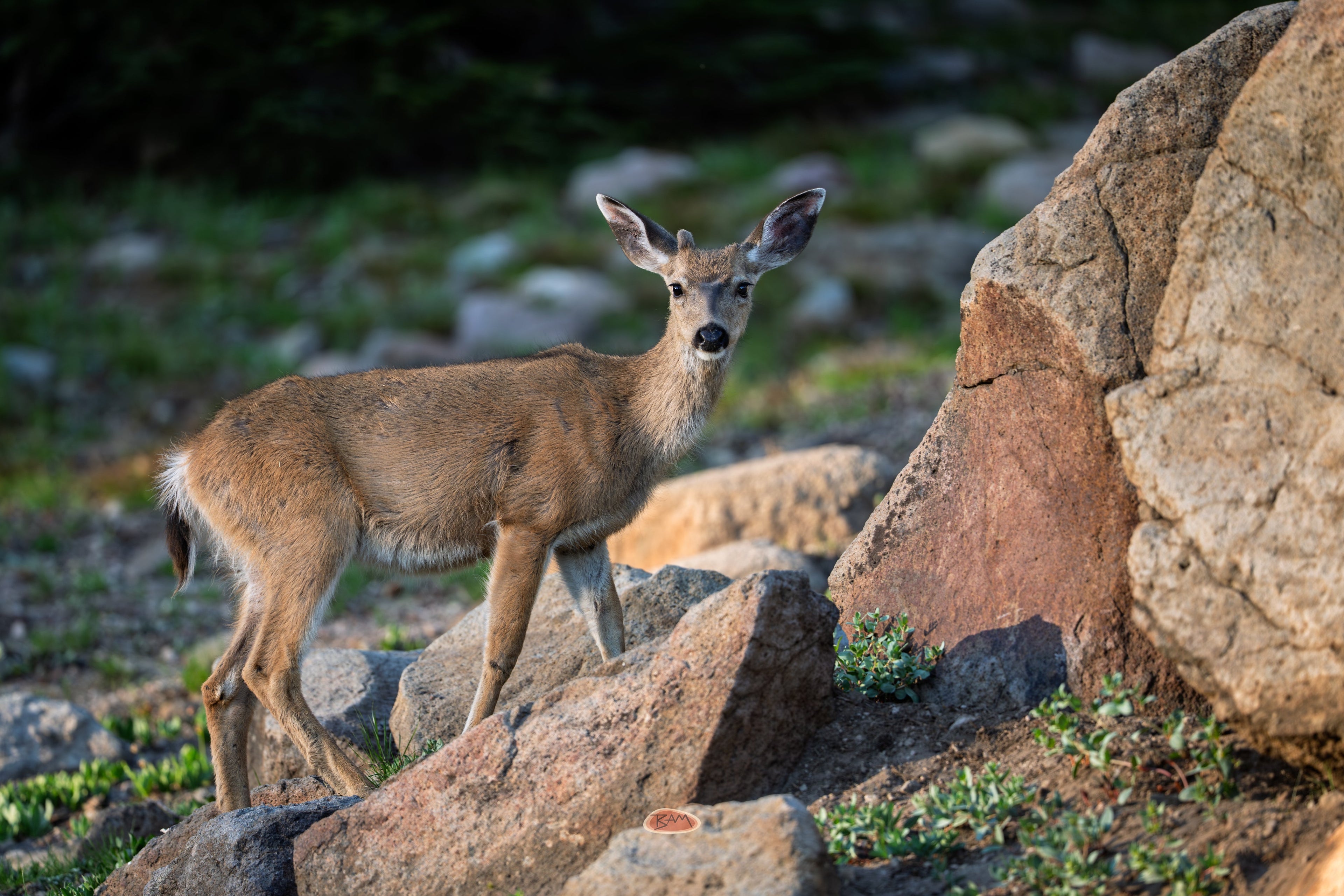 Mule Deer with budding antlers among sunlit rocks at golden hour