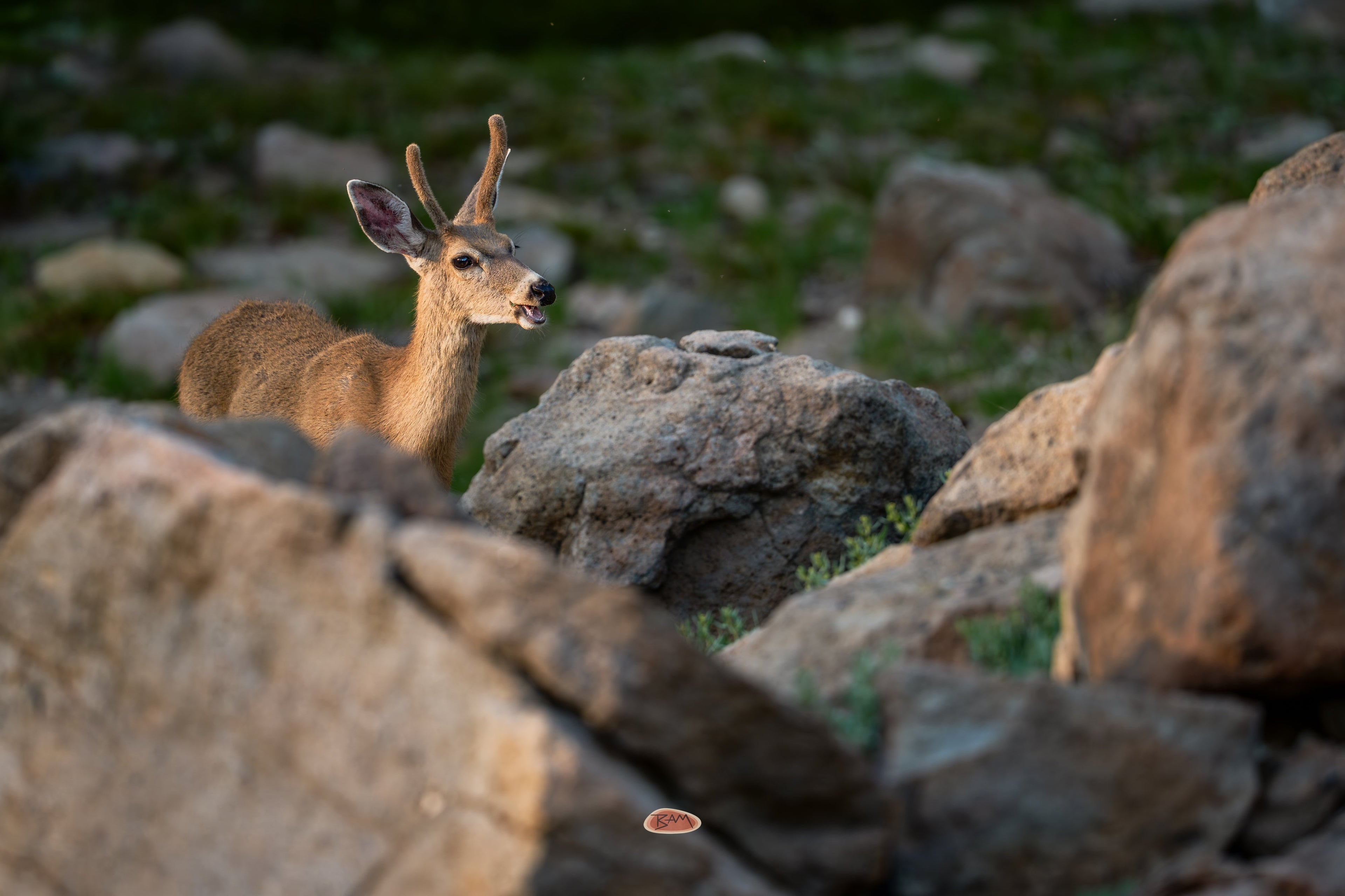 Mule Deer buck behind boulders in a rocky alpine basin at dusk