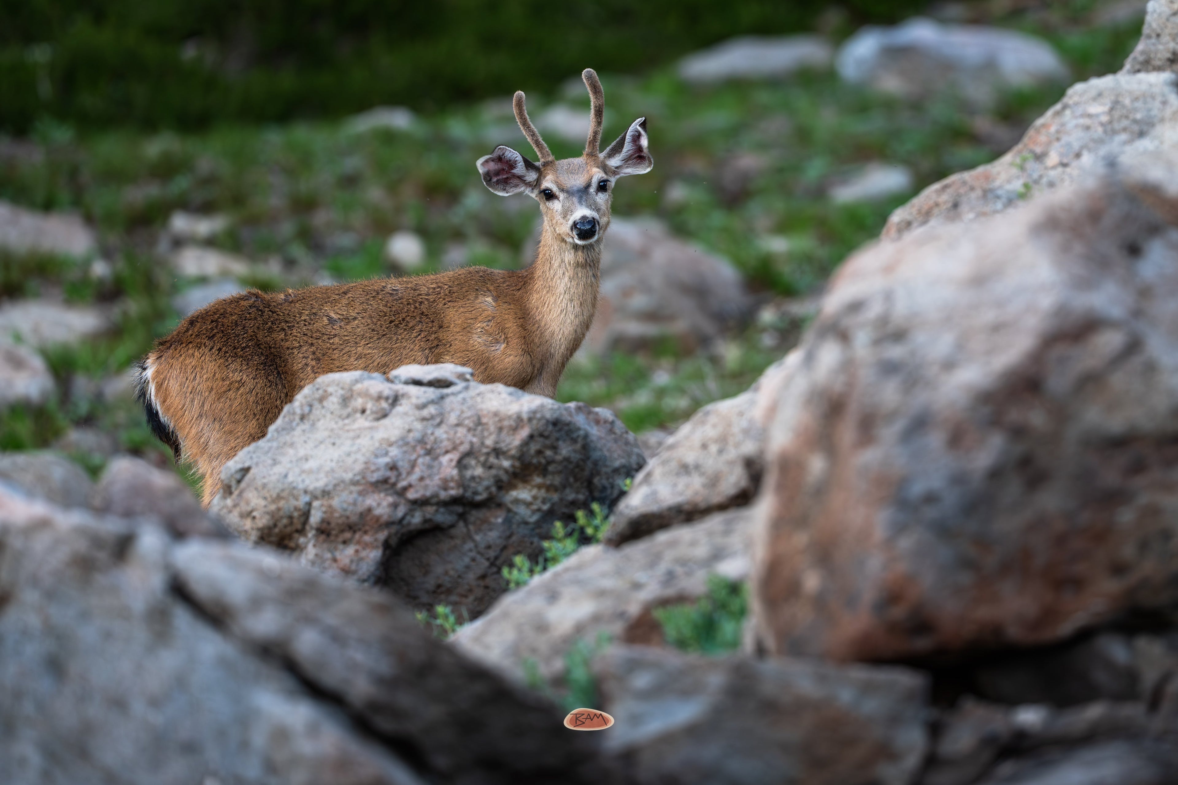 Mule Deer buck standing among large boulders in a green mountain slope