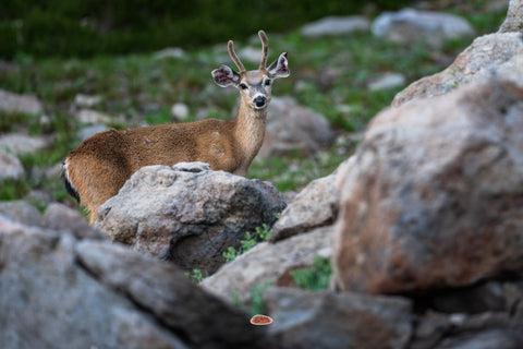 Mule Deer buck standing among large boulders in a green mountain slope