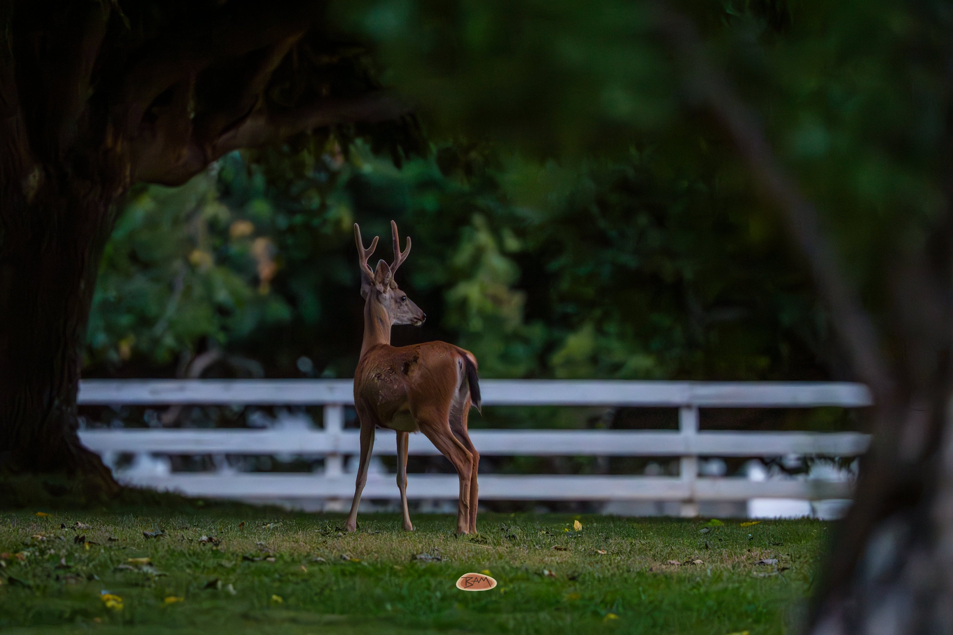 Mule Deer buck on a grassy lawn by a white fence in evening shade