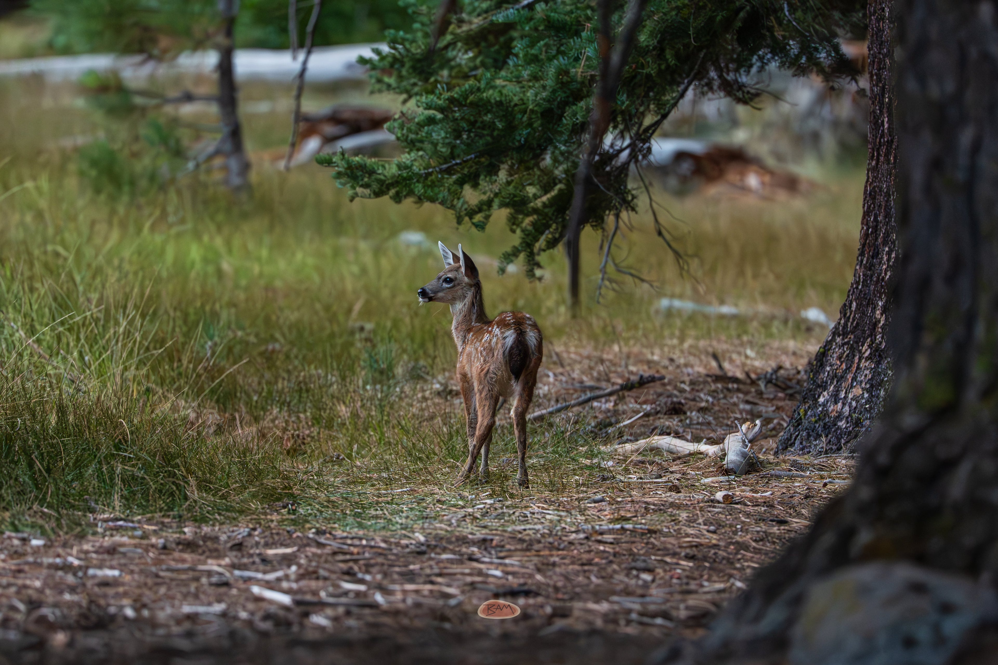 Mule Deer fawn standing in a forest clearing near pine trees
