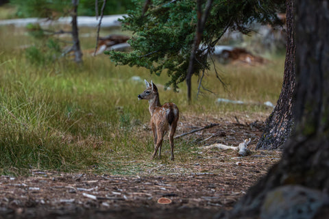 Mule Deer fawn standing in a forest clearing near pine trees