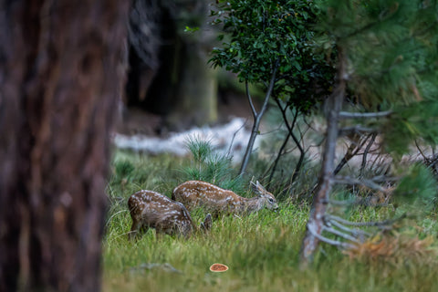 Mule Deer Two spotted mule deer fawns grazing in tall grass at the forest edge