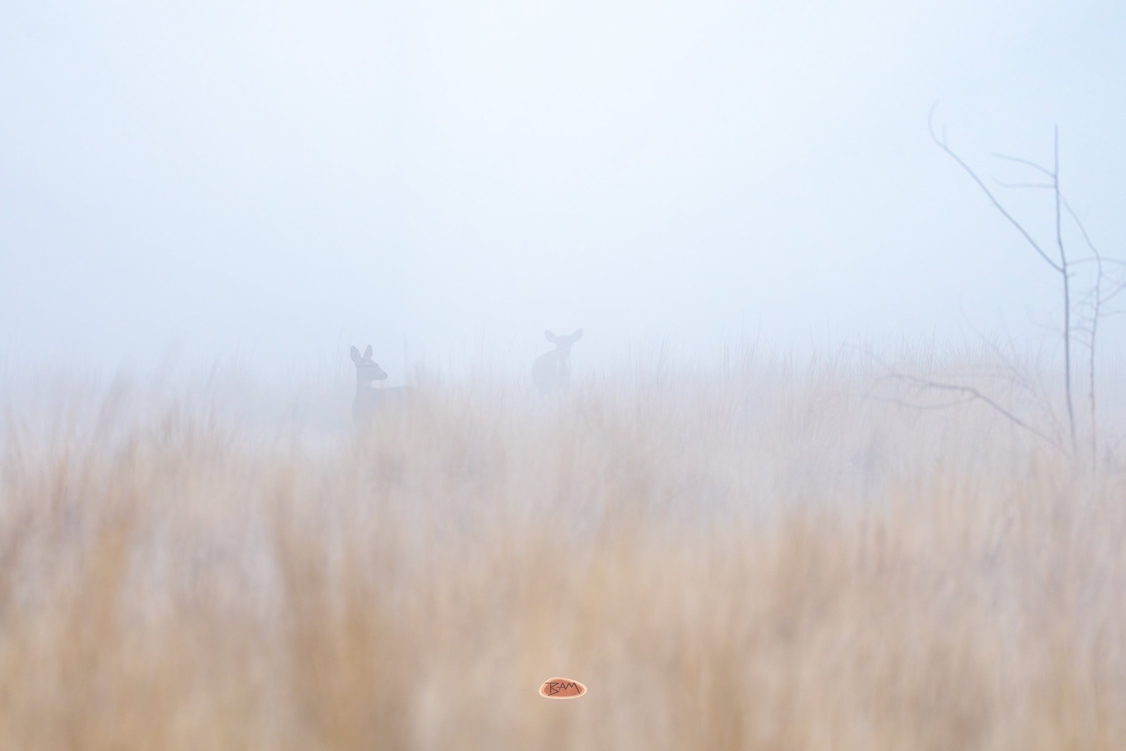 Mule Deer silhouetted in dense fog over golden grassland