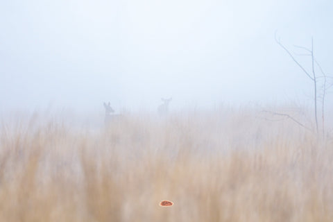 Mule Deer silhouetted in dense fog over golden grassland