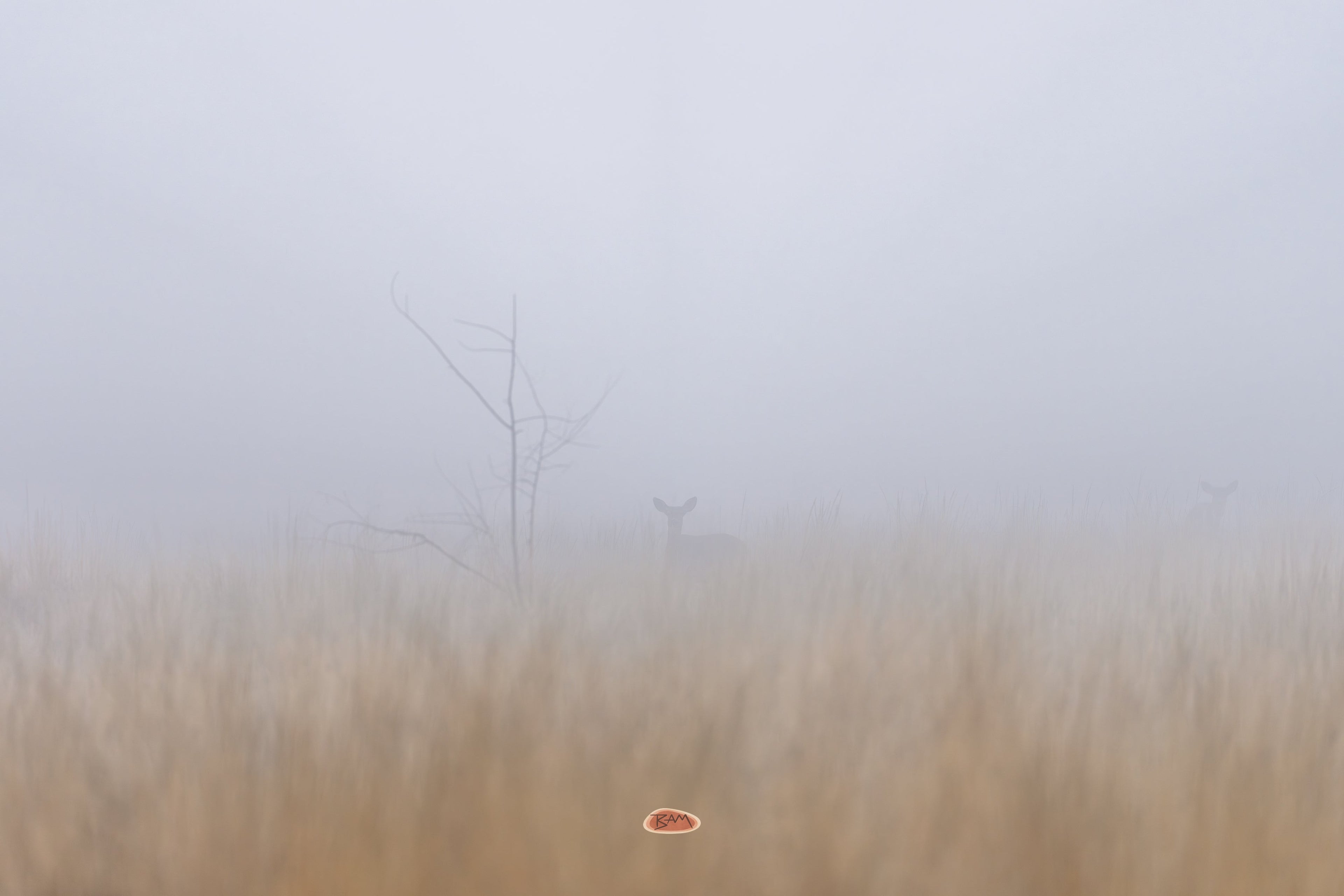 Mule Deer barely visible in thick fog among pale winter grass