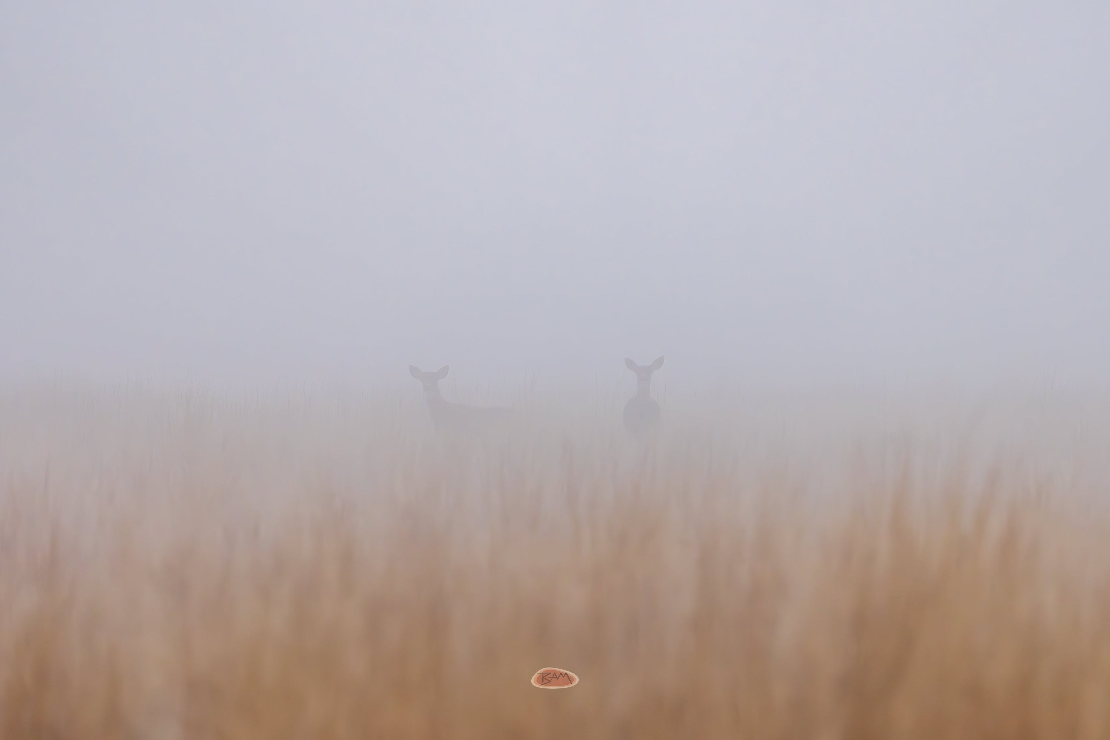 Mule Deer pair barely visible through thick fog over a golden grassland