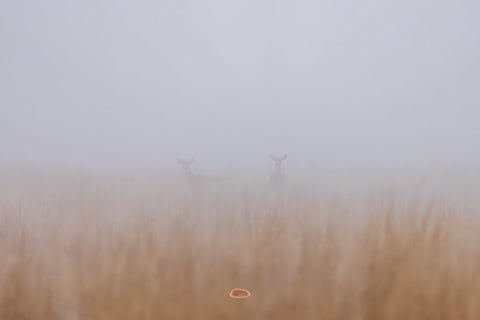 Mule Deer pair barely visible through thick fog over a golden grassland