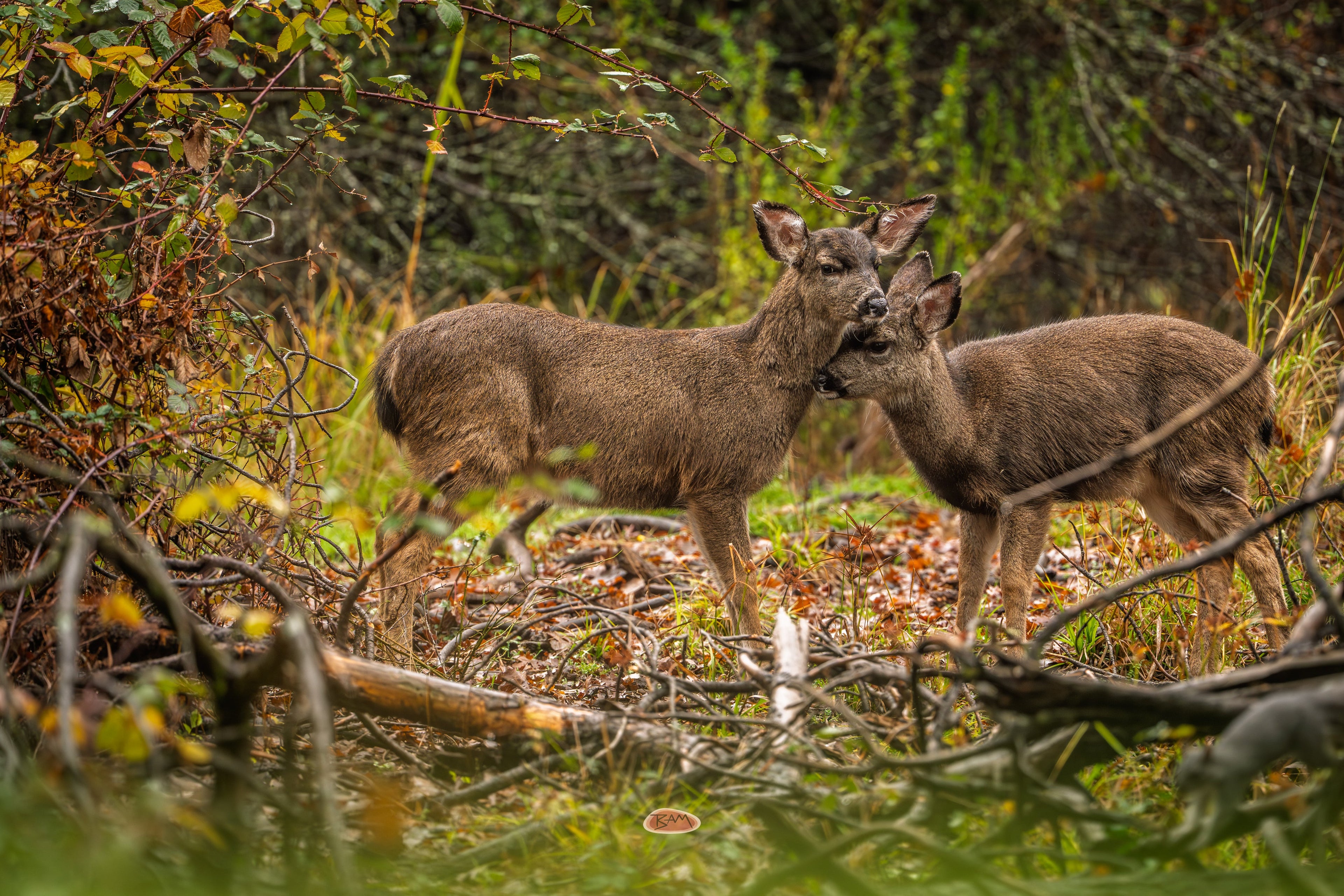 Mule Deer pair nuzzling among fallen branches in an autumn thicket