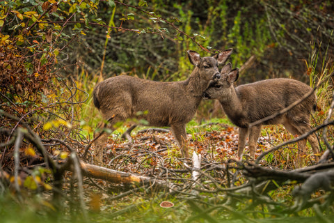 Mule Deer pair nuzzling among fallen branches in an autumn thicket