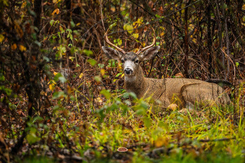 Mule Deer buck resting in tangled brush with fall foliage