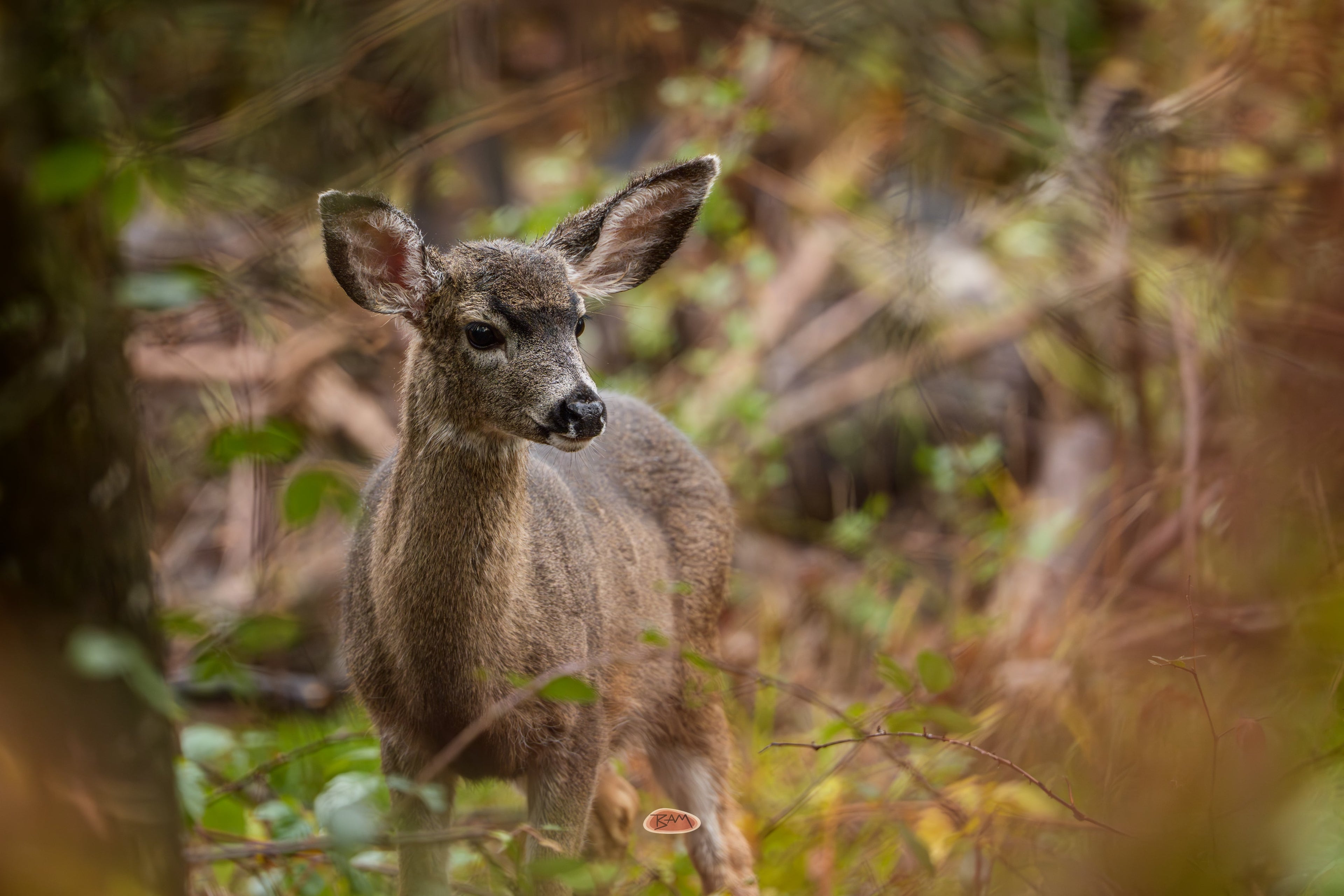 Mule Deer fawn with large ears framed by blurred forest branches
