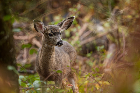 Mule Deer fawn with large ears framed by blurred forest branches