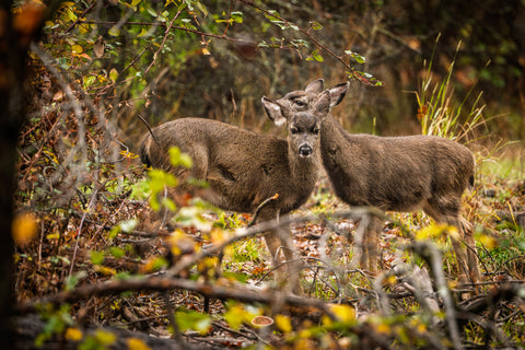 Mule Deer pair standing close together in dense autumn underbrush