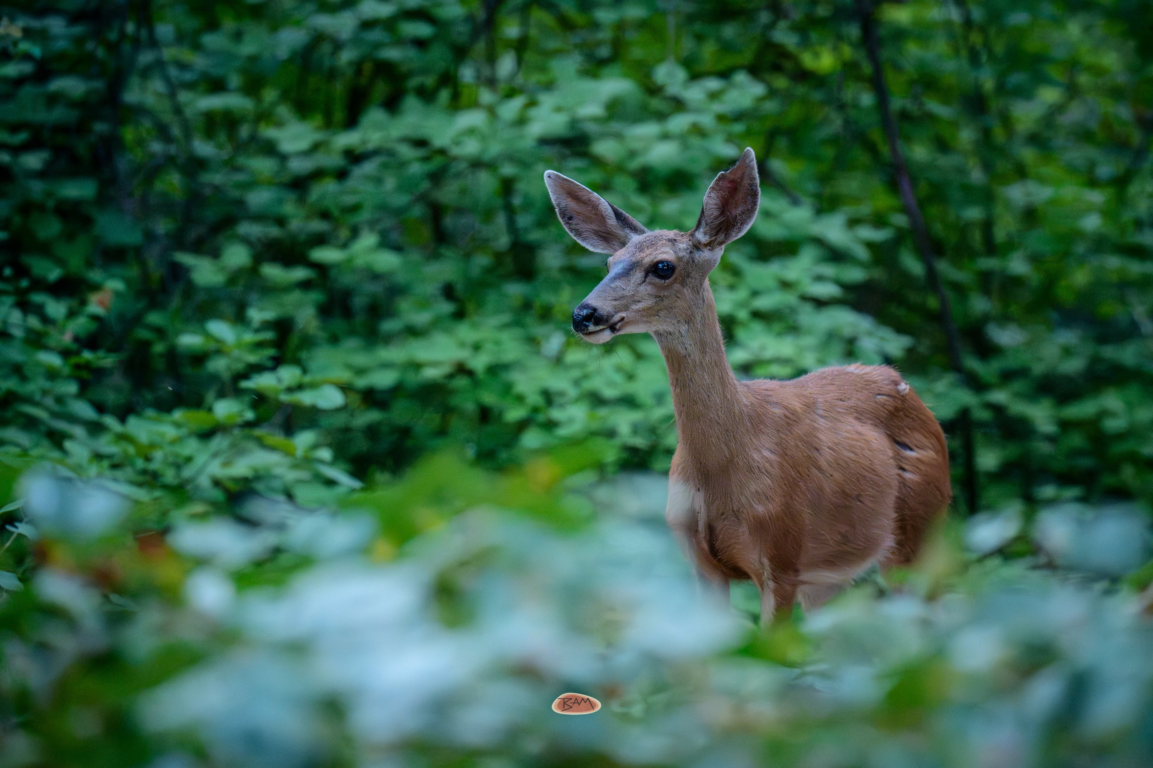 Mule Deer doe standing alert among leafy green forest brush