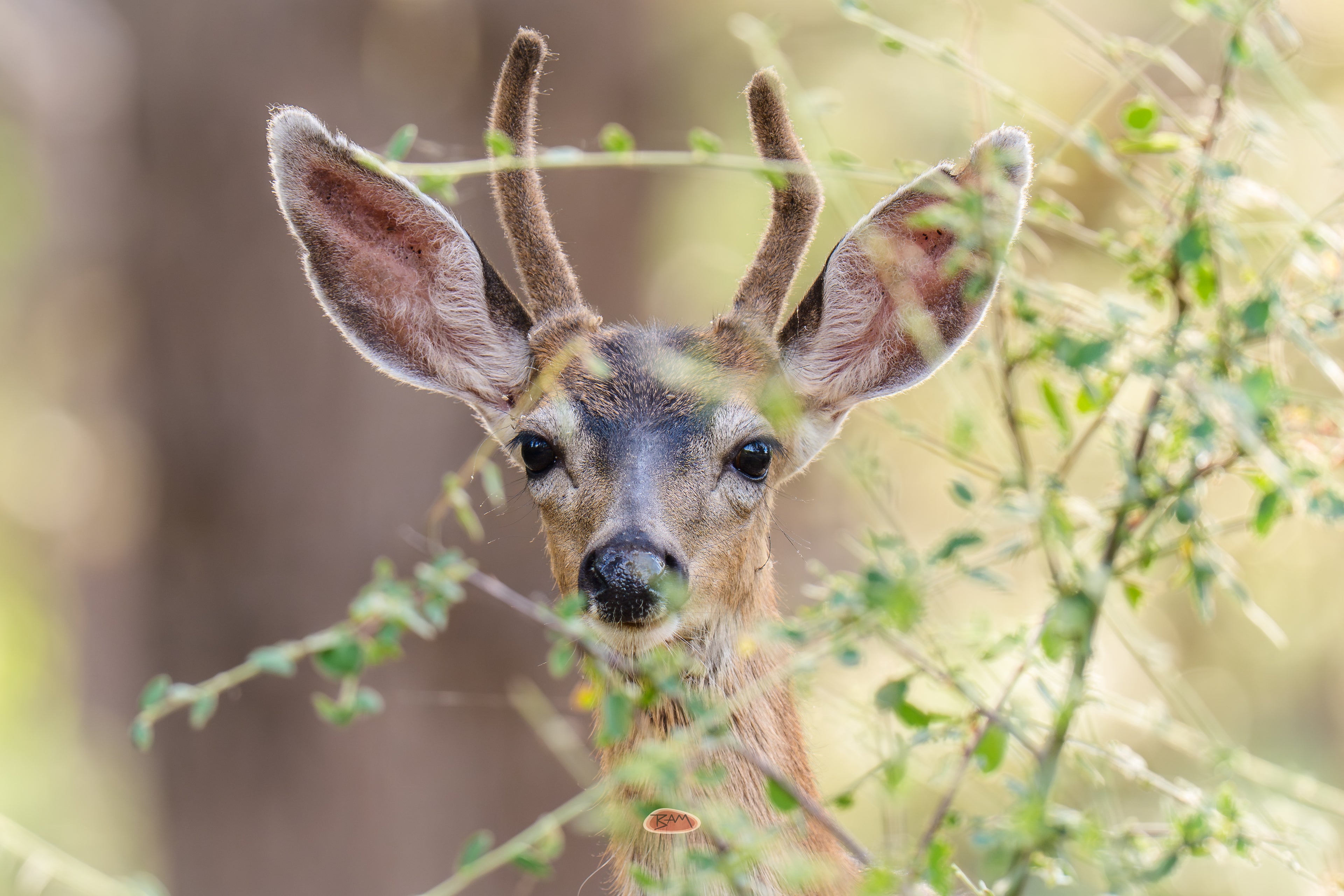 Young Mule Deer buck in velvet peering through sunlit green brush