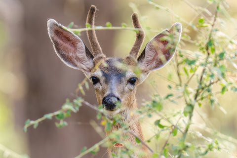 Young Mule Deer buck in velvet peering through sunlit green brush