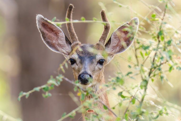 Young Mule Deer buck in velvet peering through sunlit green brush