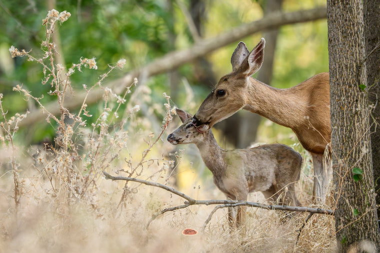 Mule Deer doe nuzzling her fawn beside a tree trunk among dry thistles