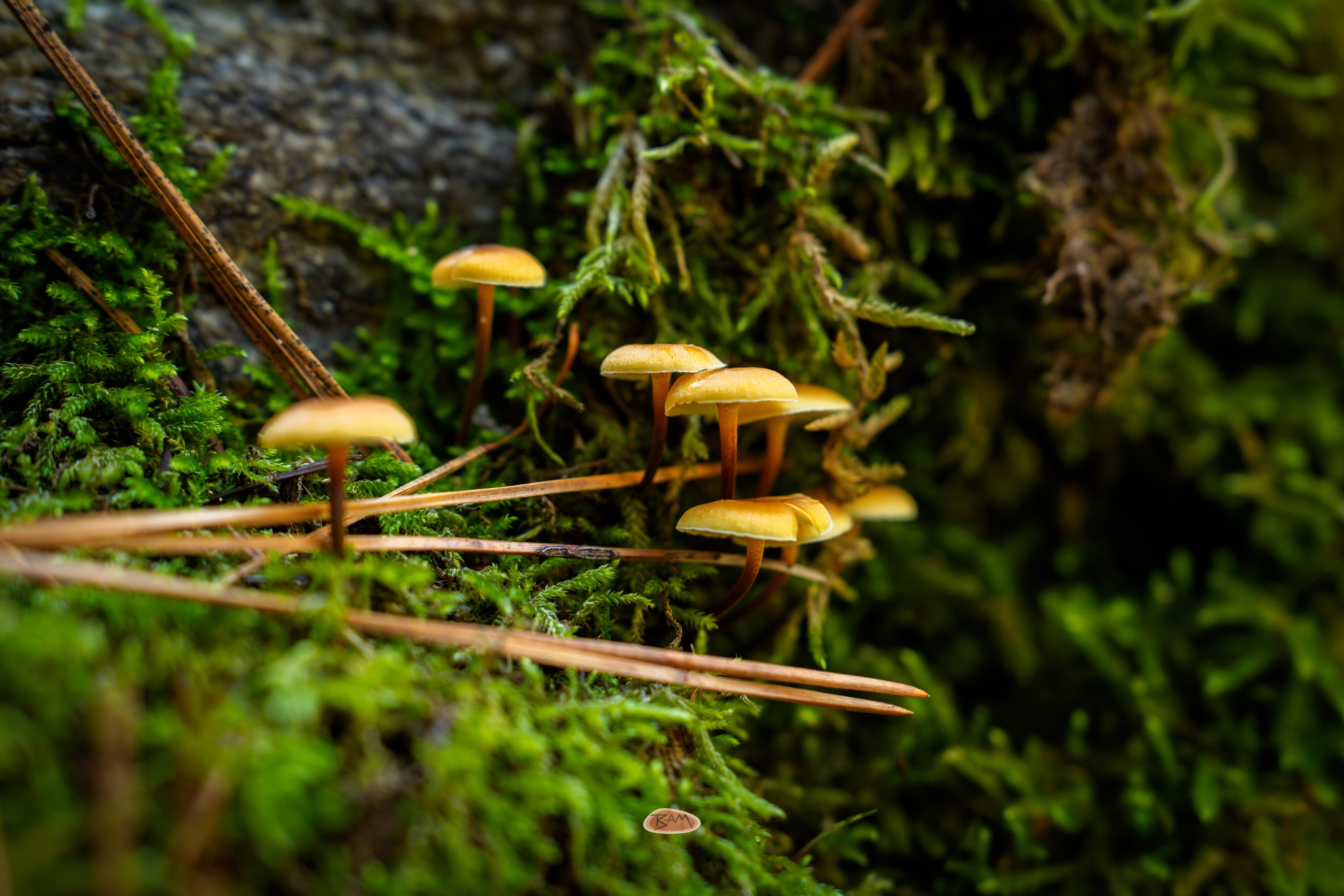 Mushroom cluster with golden caps rising from bright green moss