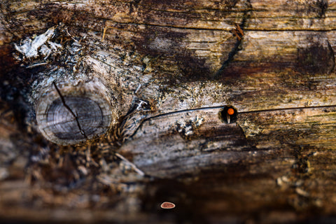 Mushroom emerging from a knothole in weathered gray driftwood