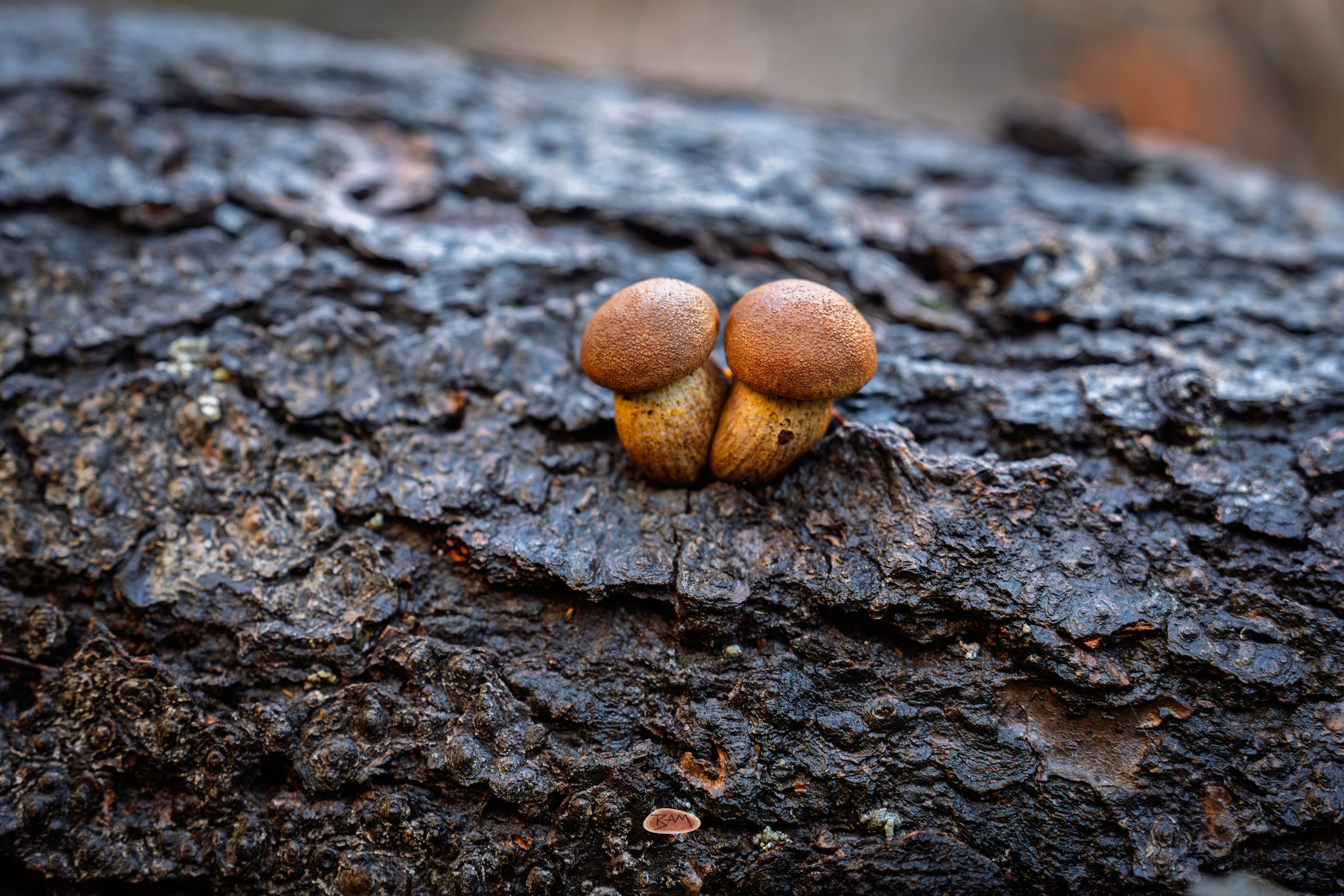 Mushroom cluster with brown caps on a dark charred log