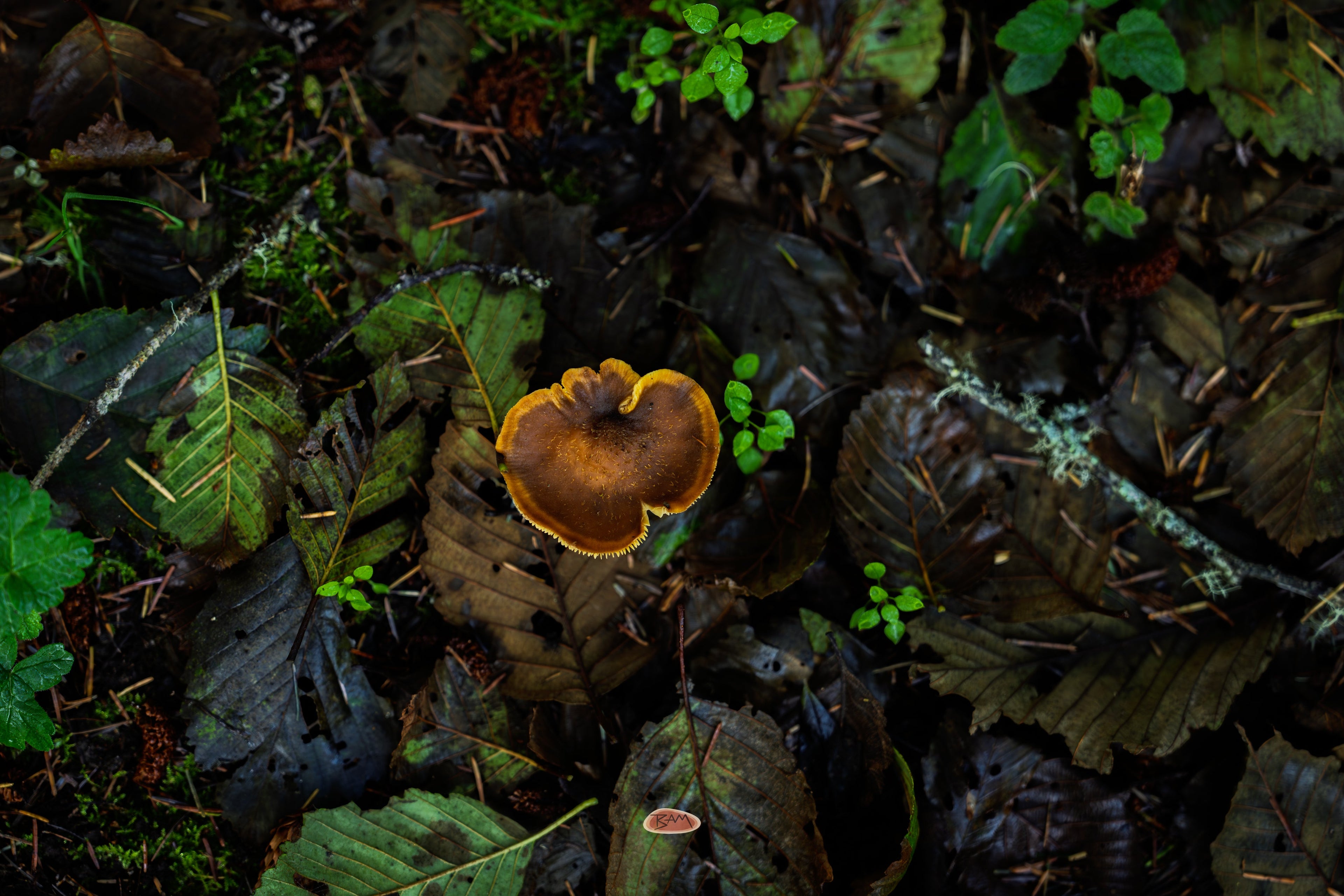 Mushroom with an orange cap glowing among dark wet forest leaves