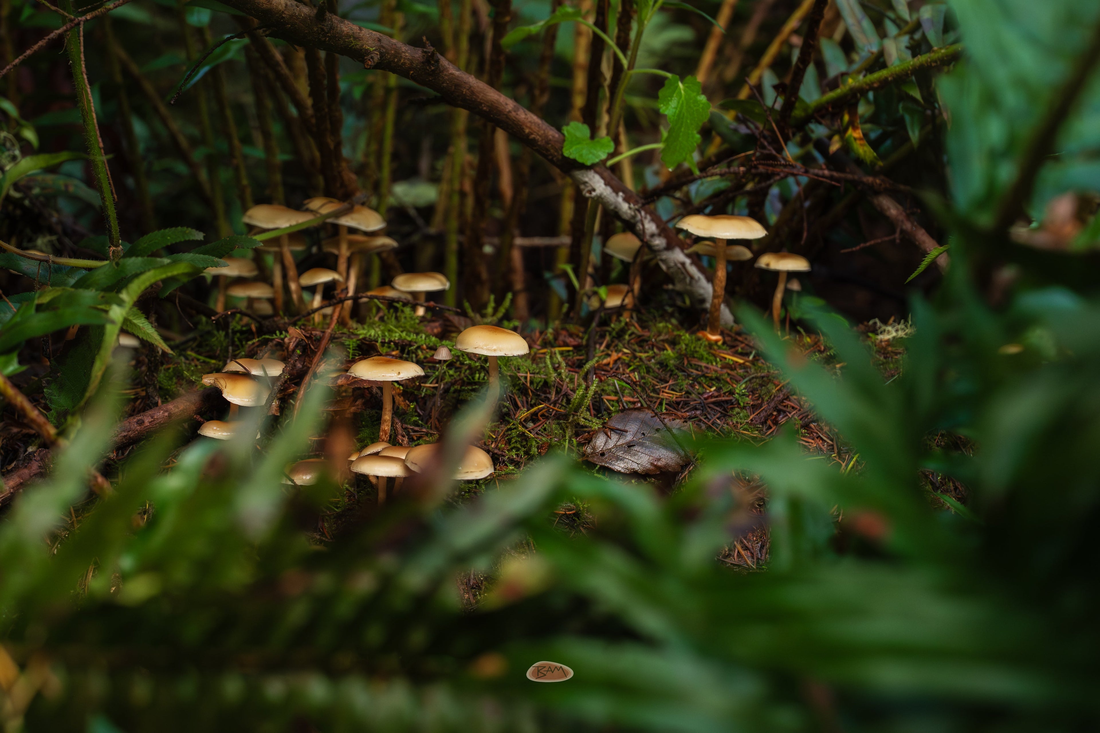 Mushroom cluster scattered across the mossy forest floor among ferns