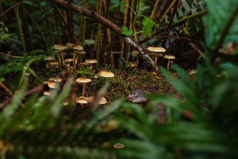 Mushroom cluster scattered across the mossy forest floor among ferns
