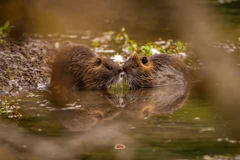 Nutria pair touching noses at the muddy edge of still water