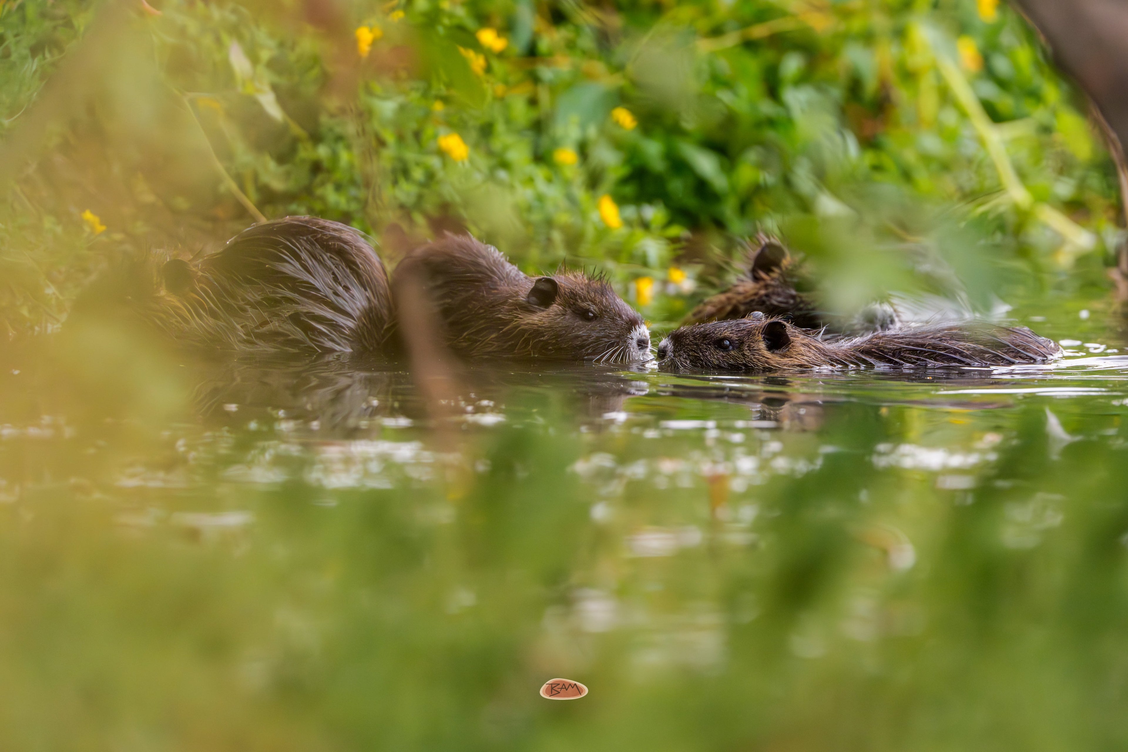 Nutria swimming nose to nose past flowering greenery in a pond