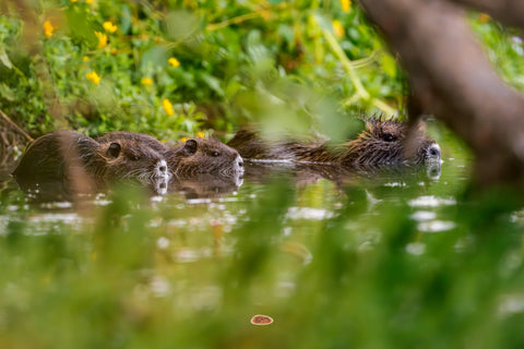 Nutria swimming in a line through water below a leafy bank