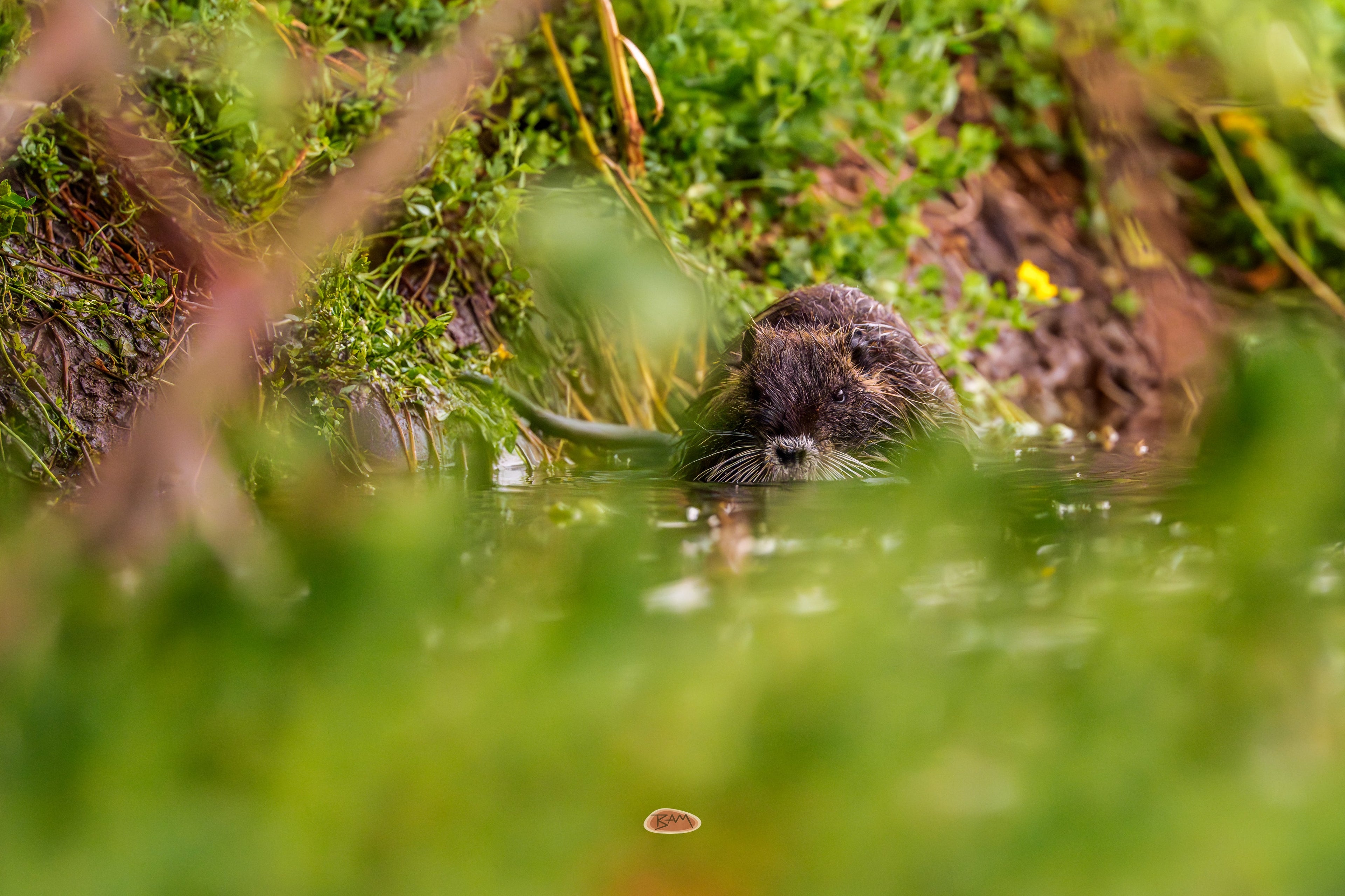 Nutria peeking from green water beside a mossy bank