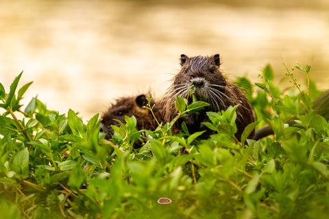 Nutria pair feeding on green leaves at a sunny waterside
