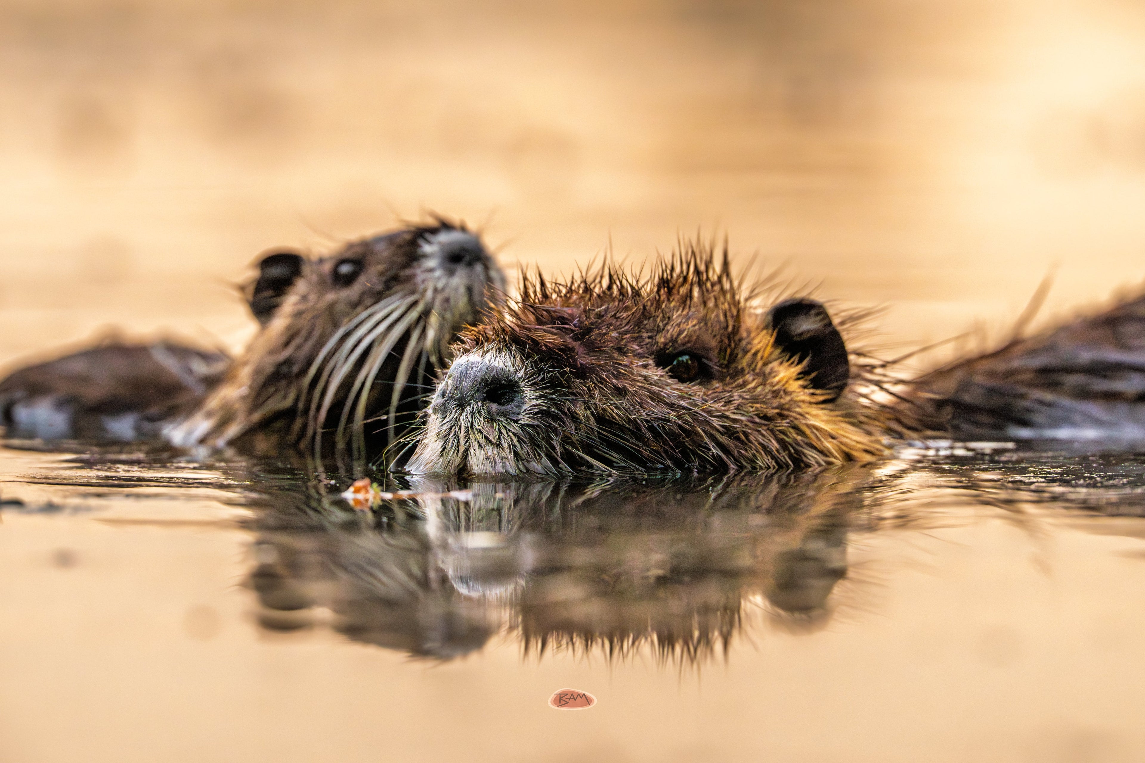 Nutria pair swimming close together in golden water with mirror reflection